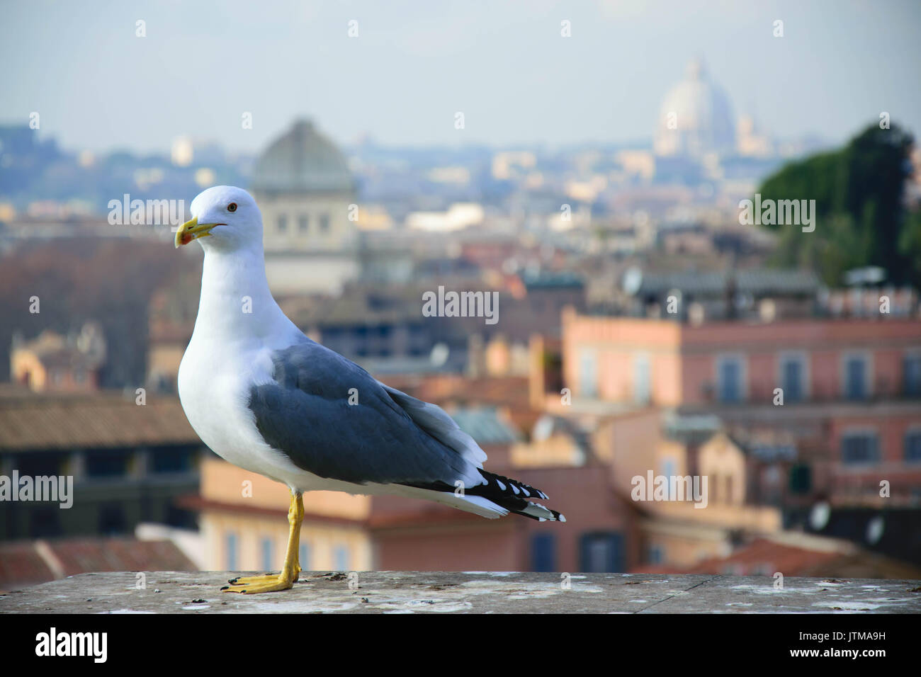 Un gabbiano di Roma con la Basilica di San Pietro e la Città del Vaticano in background. Prese con Nikon D5300 Foto Stock