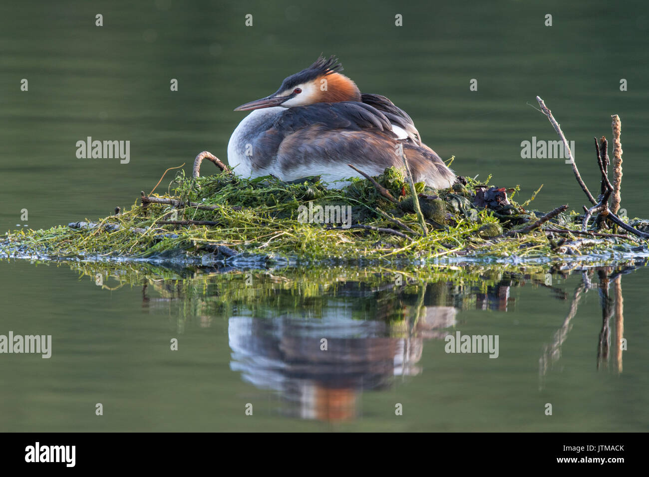 Voce maschile Svasso maggiore (Podiceps cristatus) seduto sul suo nido galleggiante Foto Stock