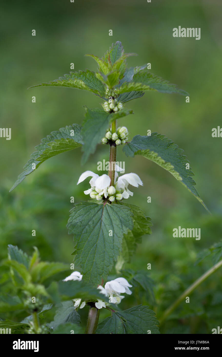 Morti Bianche di ortica Lamium (album) fiore Foto Stock