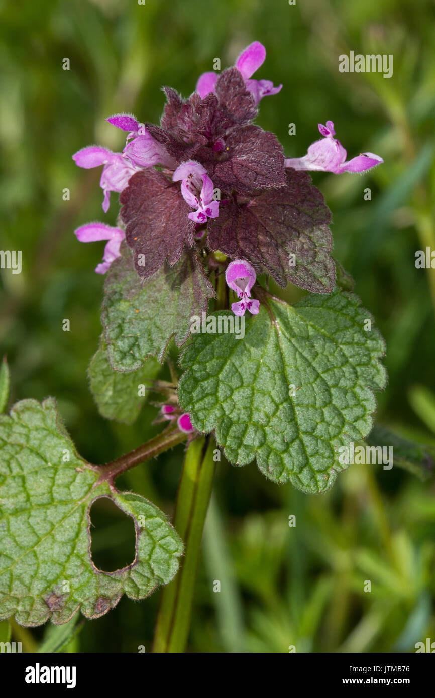 Red-dead ortica (Lamium purpureum) fiore Foto Stock