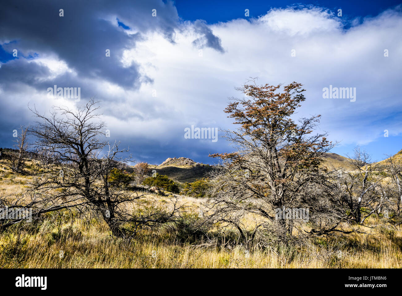Torres del Paine, Cile. autunno paesaggio australe in Patagonia con lago el toro in Sud America. Foto Stock