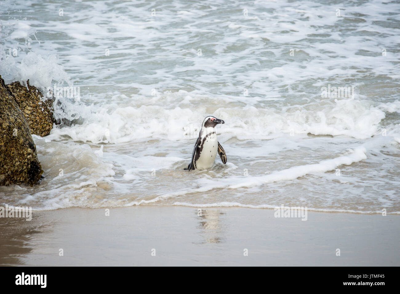 Pinguino africano, Spheniscus demersus, ritorno alla spiaggia di Boulder per alimentare il proprio pulcino dopo un viaggio di pesca Foto Stock