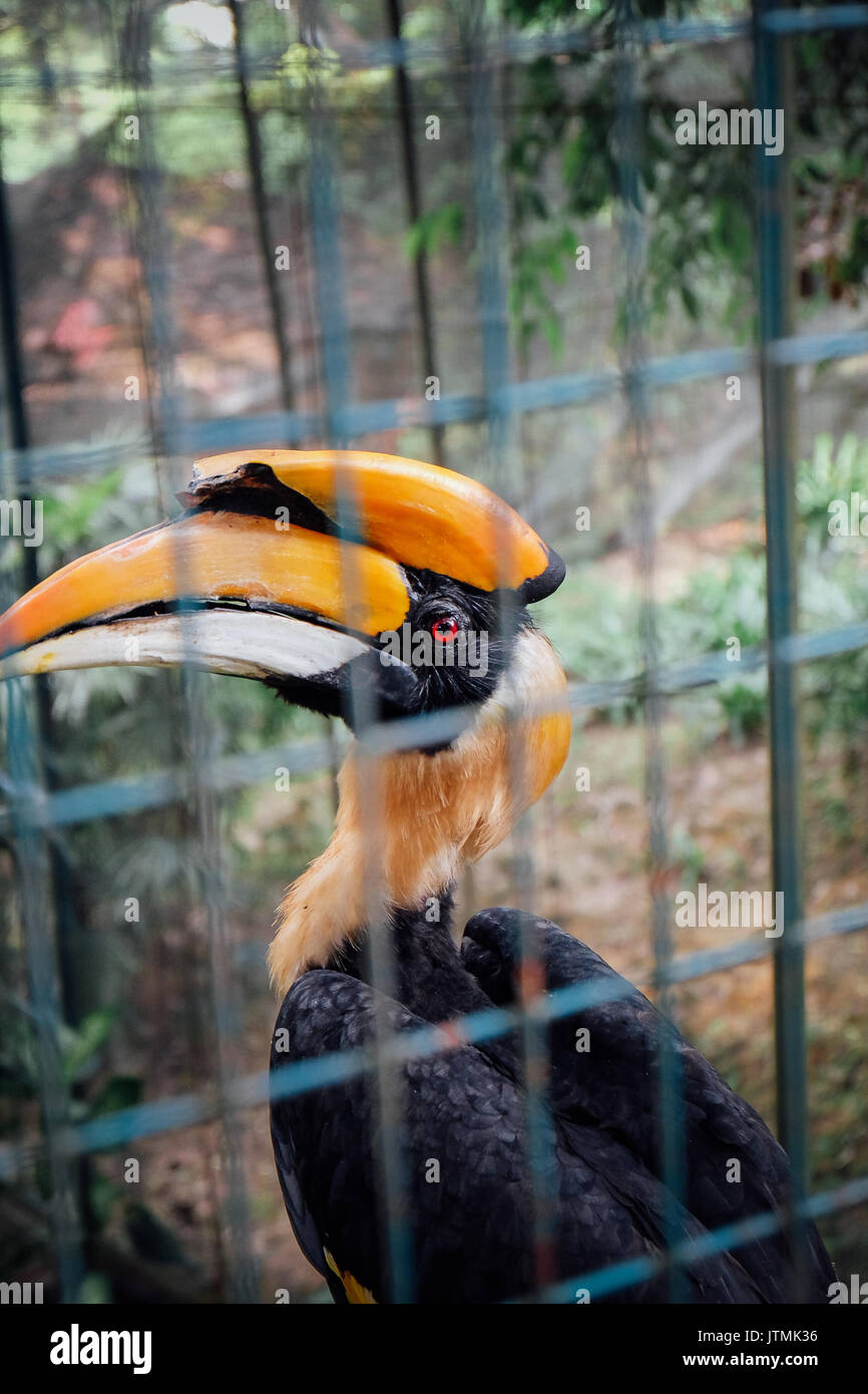 Grande Hornbill,KL Bird Park Foto Stock