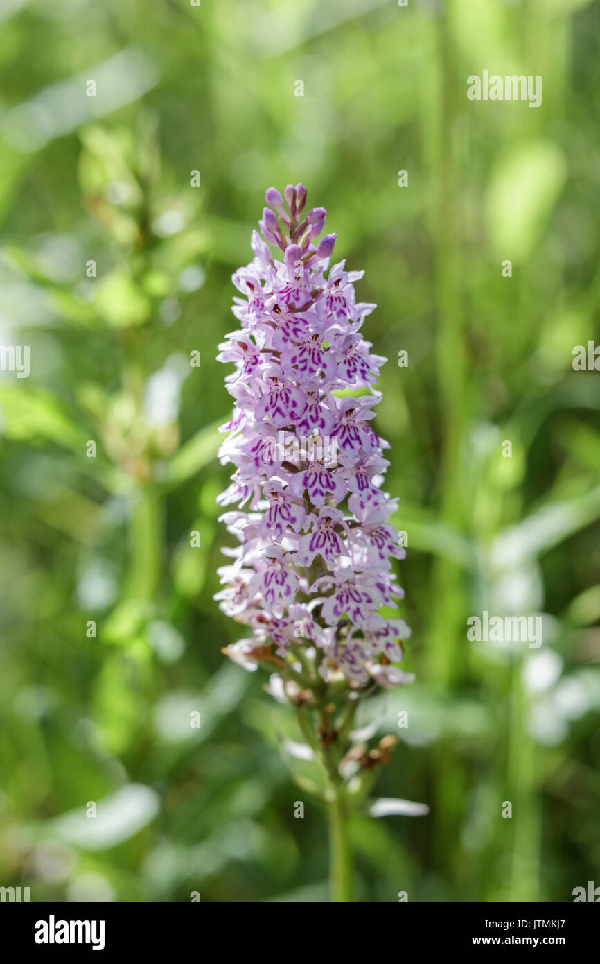Avvistato comune (orchidea Dactylorhiza fuchsii) Foto Stock