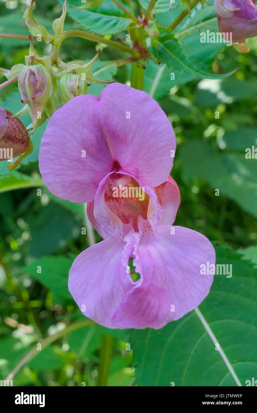 Bloom di Himalayan (Balsamina Impatiens glandulifera), in Baviera, Germania, Europa Foto Stock