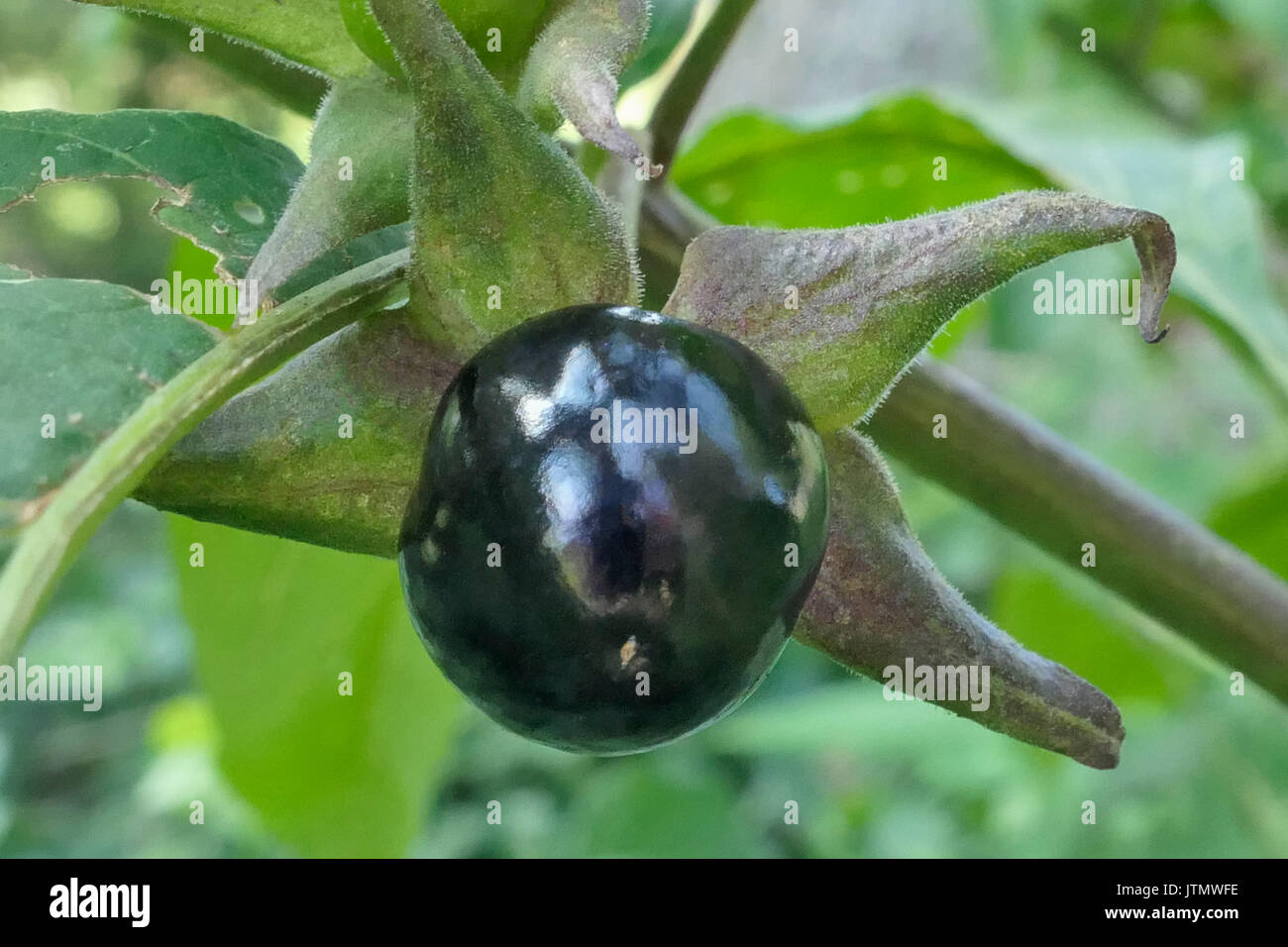 Frutto della Belladonna o mortale Nightshade (Atropa belladonna), in Baviera, Germania, Europa Foto Stock