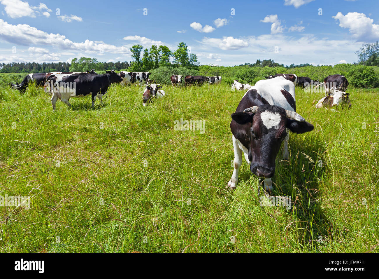 Una mandria di mucche al pascolo su un pascolo sotto il cielo blu Foto Stock
