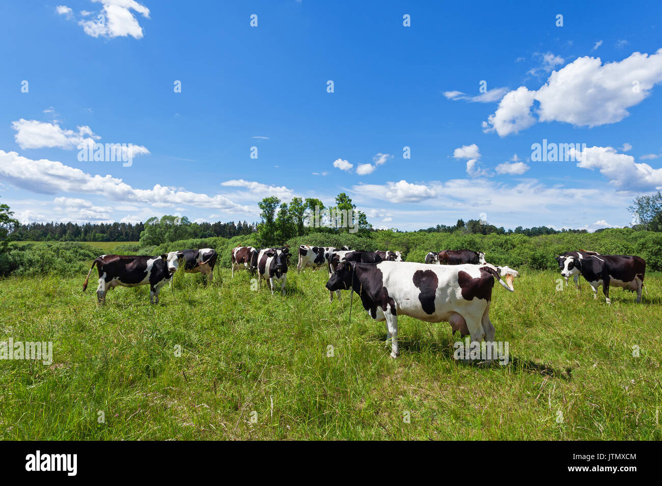 Una mandria di mucche al pascolo su un pascolo sotto il cielo blu Foto Stock