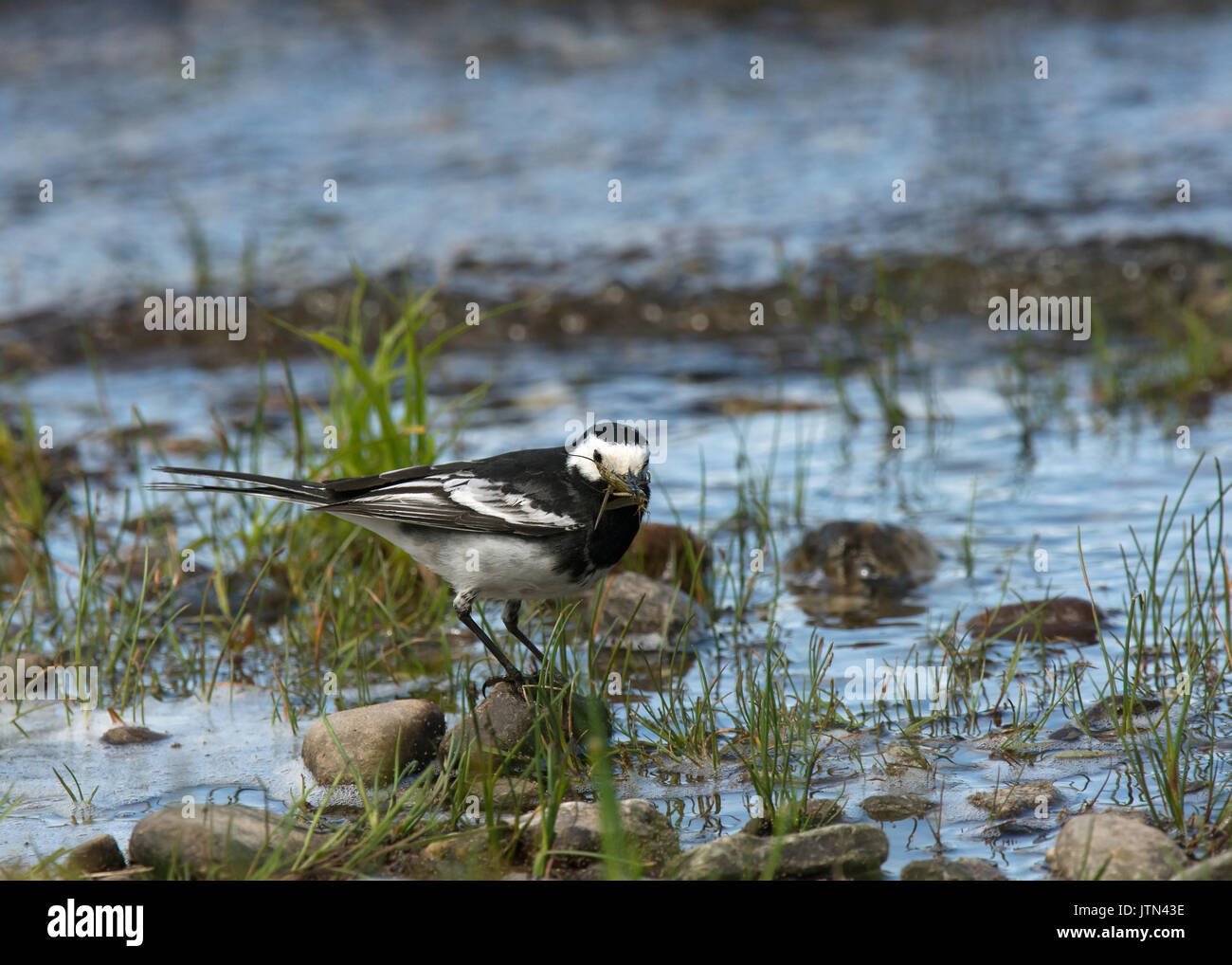 Pied Wagtail, Motacilla alba, con la preda sulle rive di Loch Lomond Foto Stock