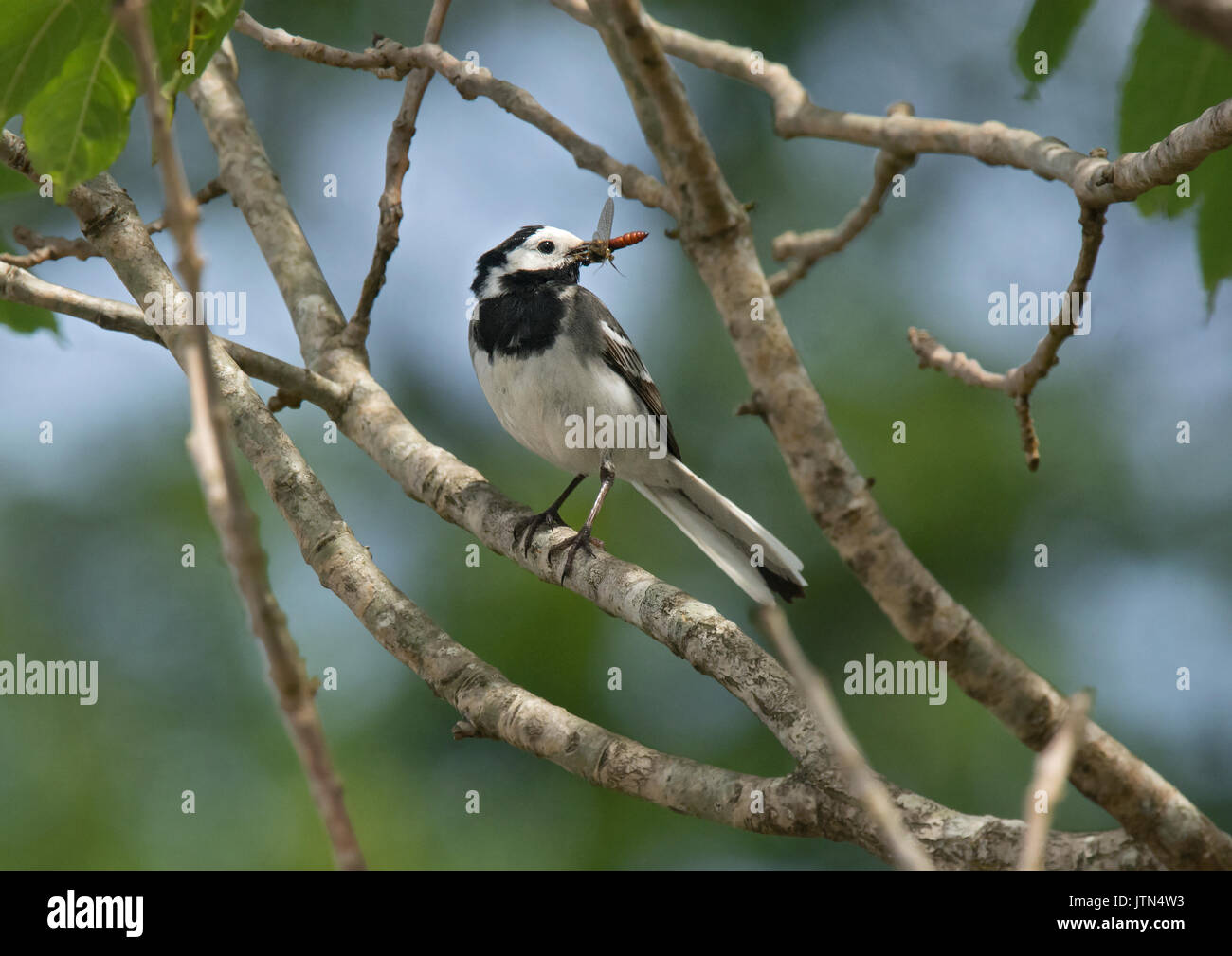 Pied Wagtail, Motacilla alba, appollaiato sul ramo con la preda a Loch Lomond Foto Stock