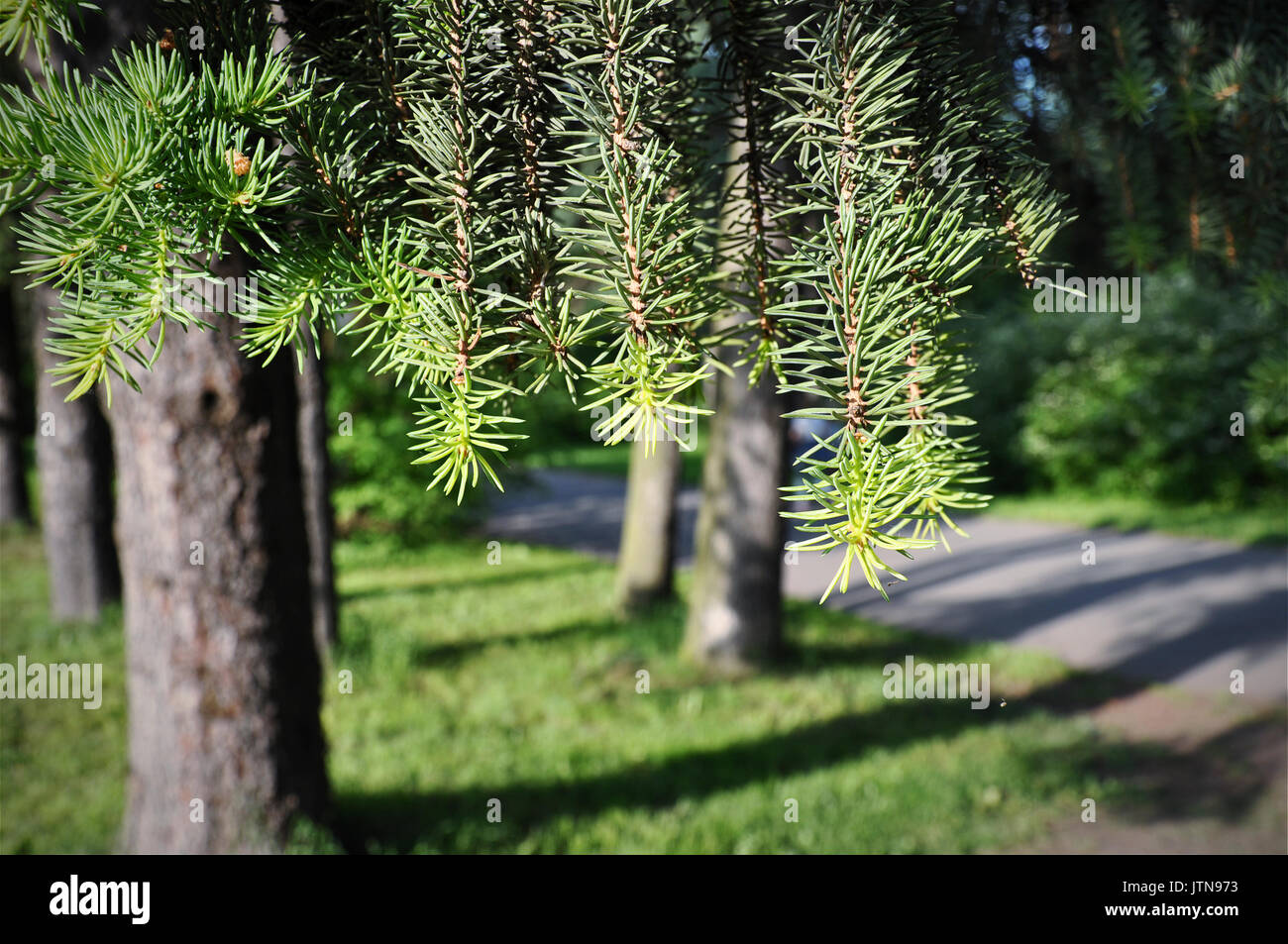 Pino giovane ramo di albero nel Parco Foto Stock