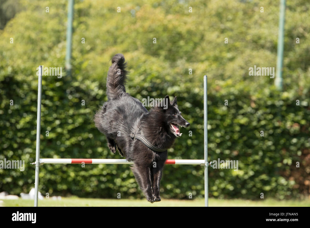 Cane pastore belga Groenendael, saltando su jump, obbedienza Foto Stock