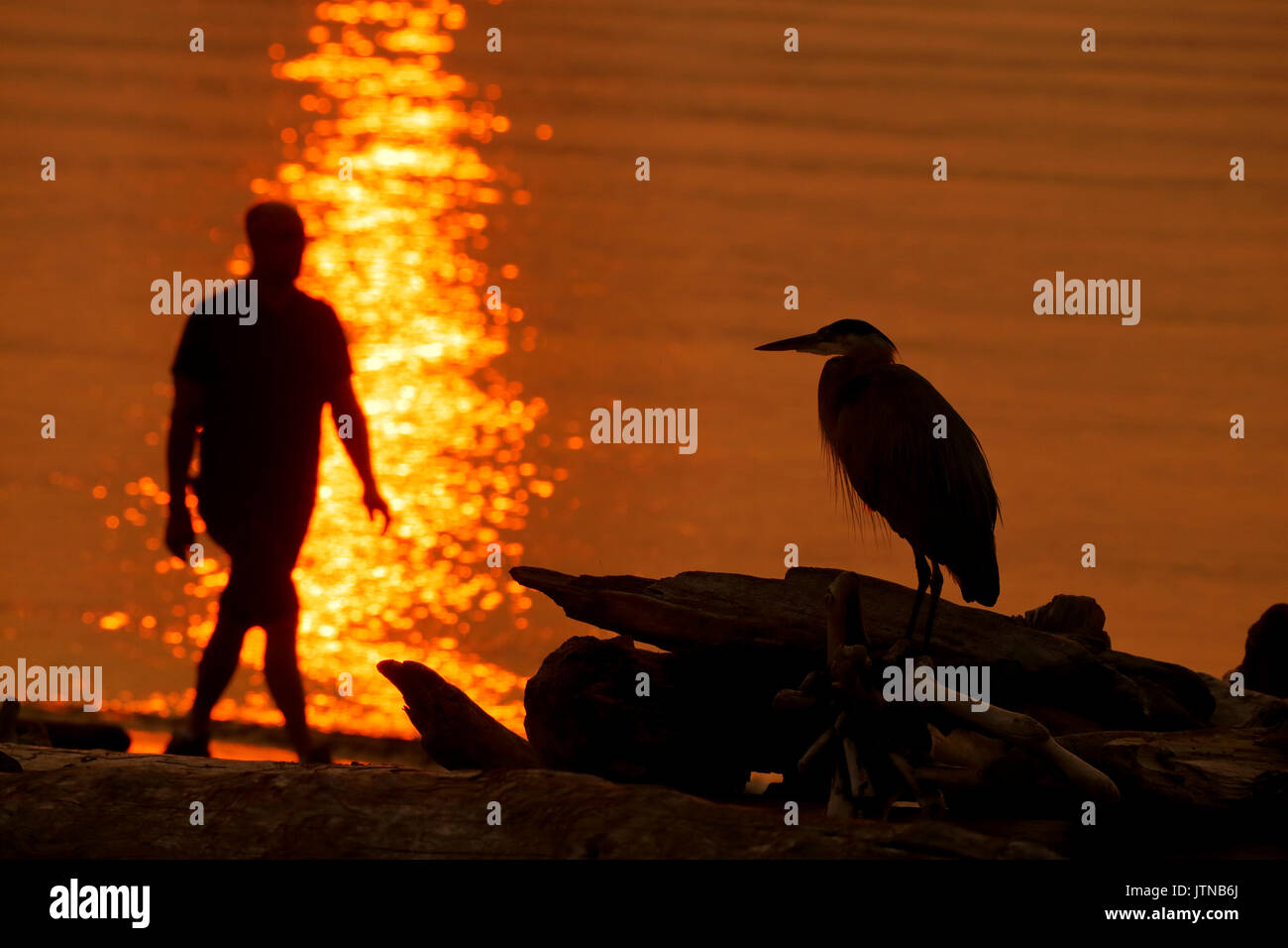 Airone blu e uomo a piedi profilarsi all'alba-Esquimalt Laguna, British Columbia, Canada. Foto Stock