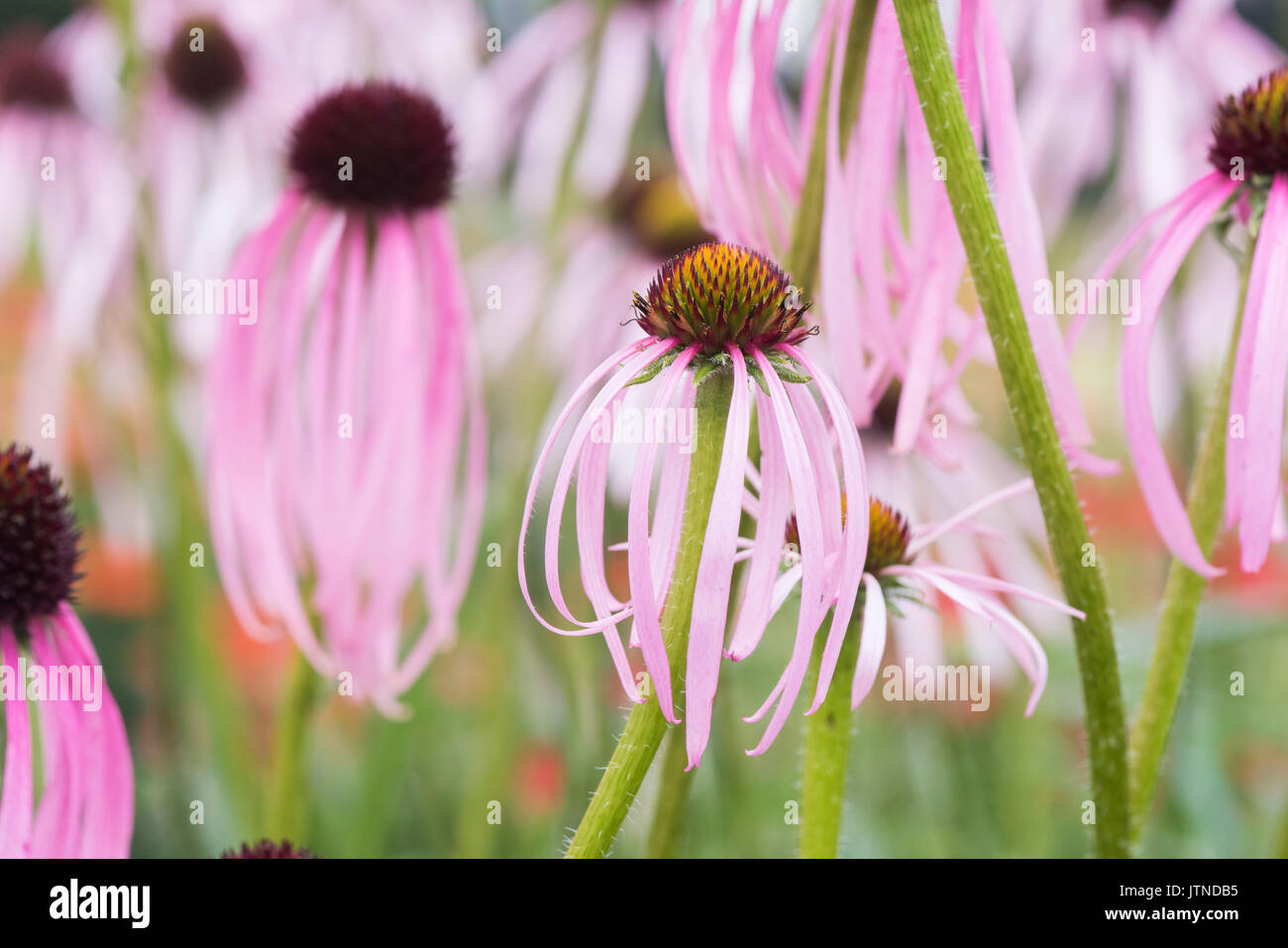 Echinacea simulata. Viola chiaro coneflowers Foto Stock