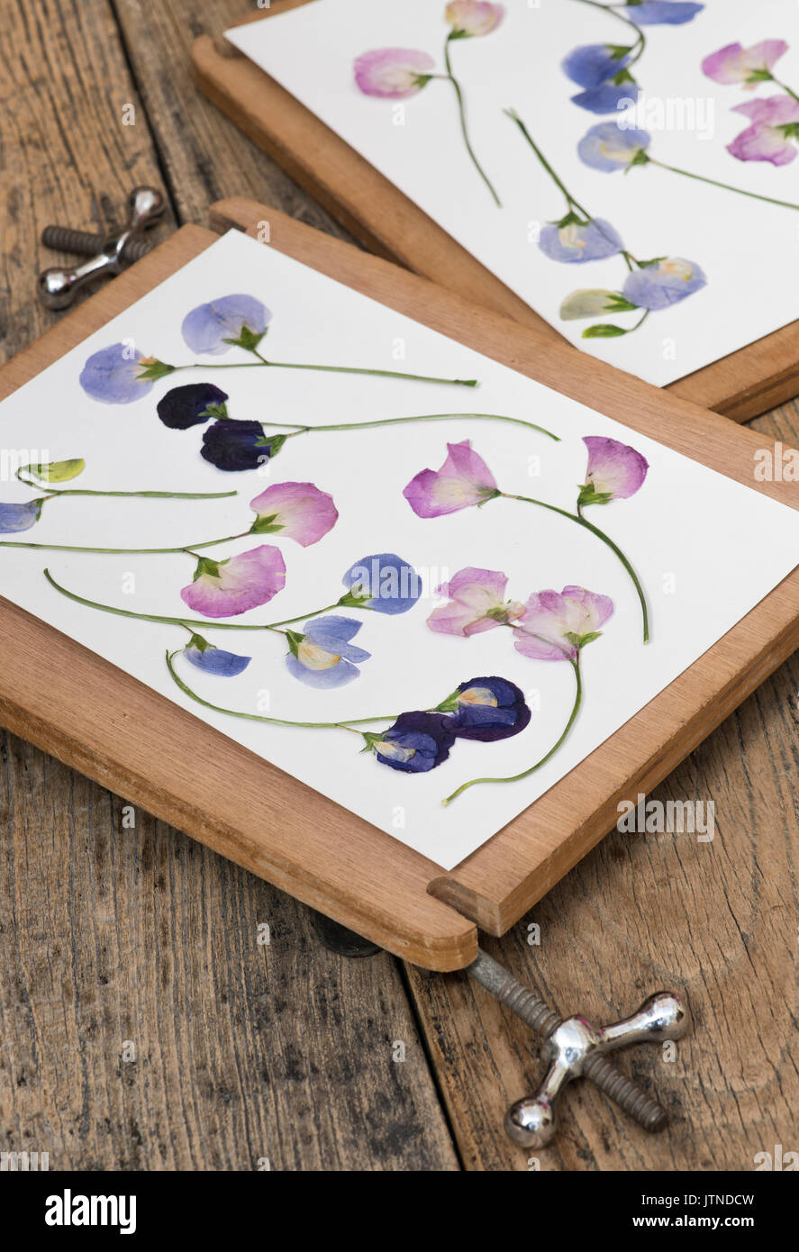 Lathyrus odoratus. Premuto pisello dolce fiori secchi in un fiore premere su di un tavolo di legno. Regno Unito Foto Stock