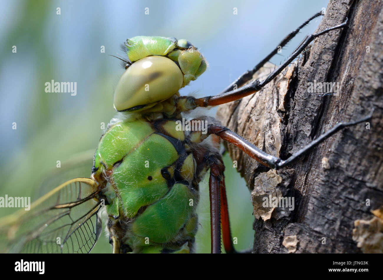 La testa e il torace di un imperatore libellula, Anax imperator, seduto su un pezzo di legno. Fiume Irpen, vicino Belogorodka, Kievskaya oblast, Ucraina Foto Stock