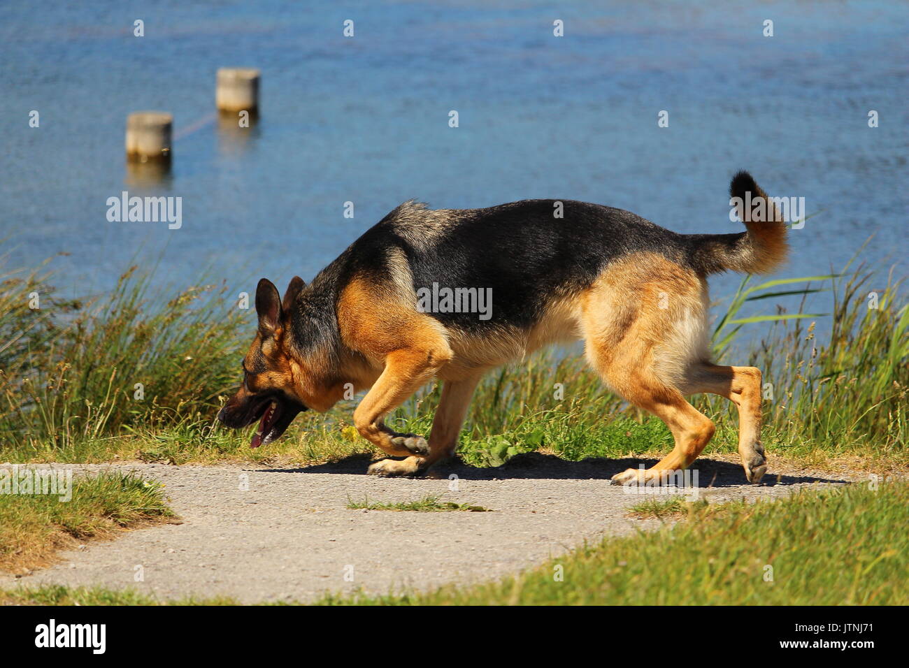 Un pastore tedesco cane che odora di suolo alla ricerca del buon odore in natura nei pressi di un lago Foto Stock