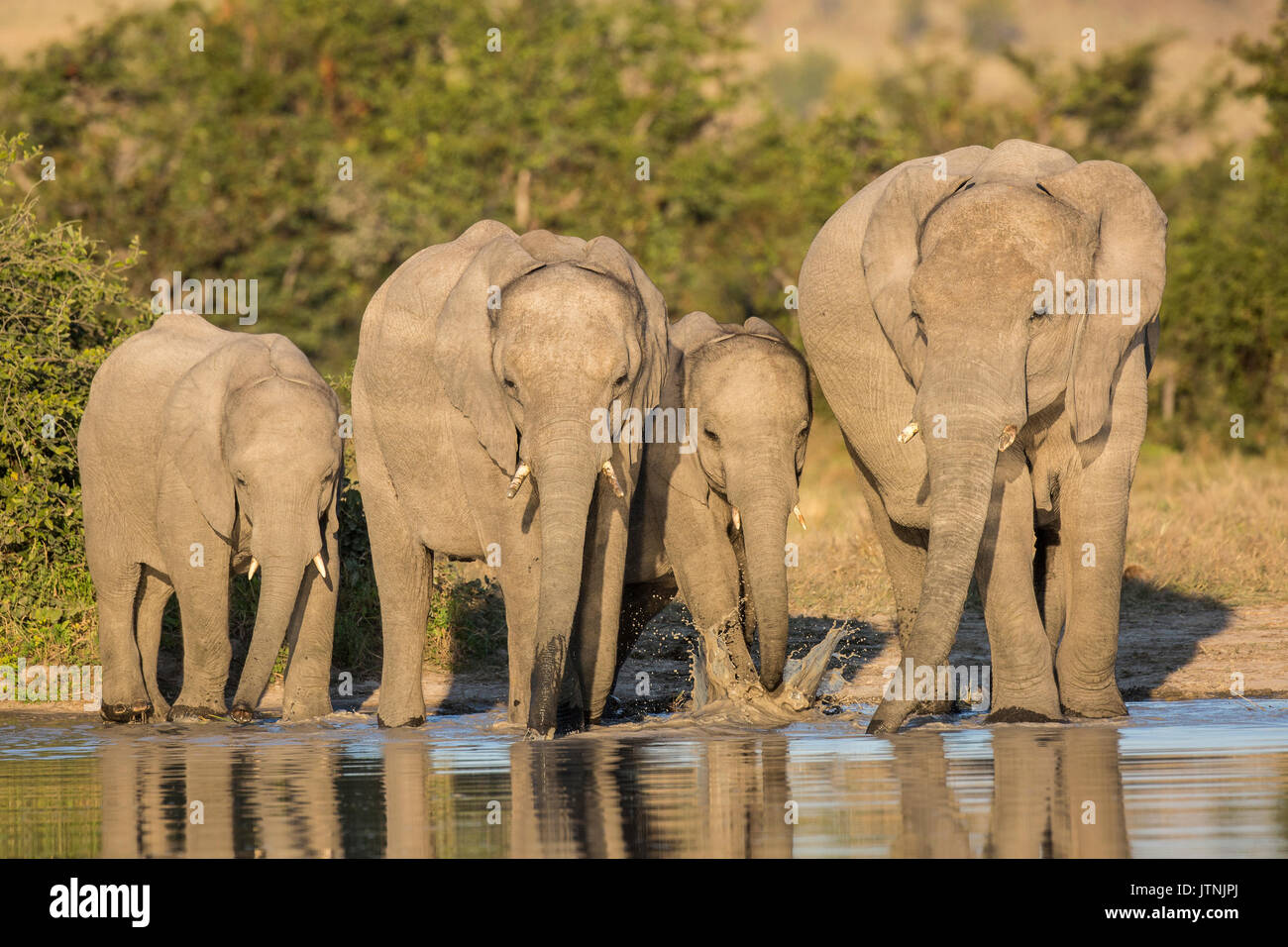 Vista panoramica di un branco di elefanti di bere fianco a fianco a una naturale waterhole in Savuti Foto Stock
