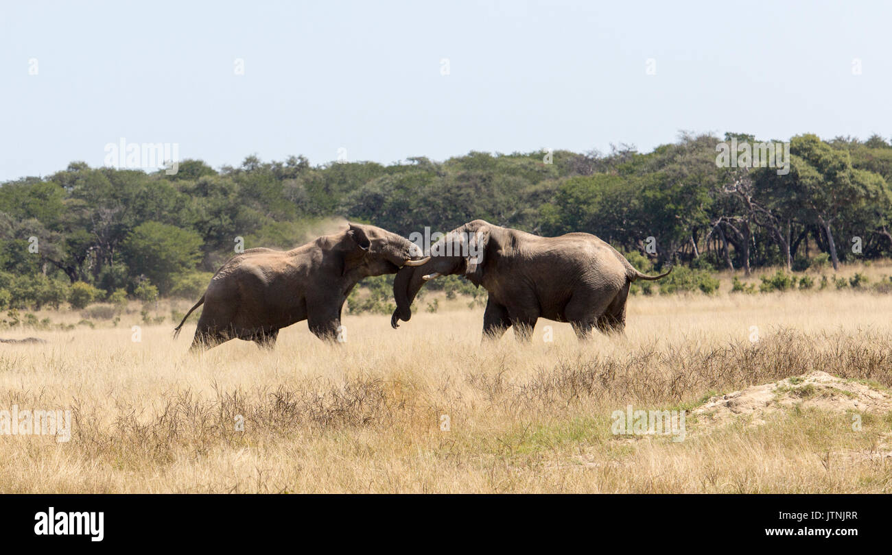 Due adulti bull' elefante africano (Loxodonta africana) combattimenti Foto Stock