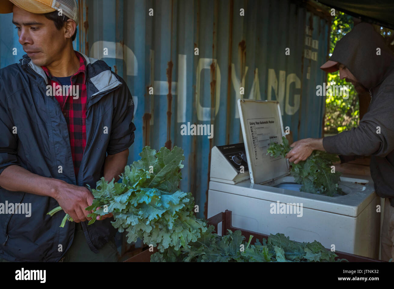 Agriturismo a ruota libera, Atlanta, Georgia. Gli agricoltori kale di lavaggio con una macchina lavatrice. Foto Stock
