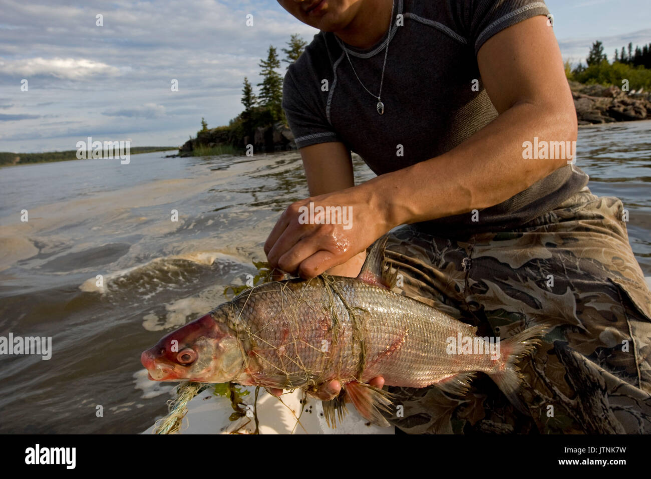 Fisherman Robert Grandjambe, 24, pesca sul lago Athabasca vicino a Fort Chipewyan, Canada. Egli utilizza il pesce per alimentare i suoi cani. Egli ha preso tre pesci che erano anormali. Il grande pesce bianco rosso aveva piaghe su diverse parti del corpo. C'era sporcizia sul lago da una fonte sconosciuta. Robert è la cottura di coregoni e la carne di alce e tè su una bussola fire. Egli ha imparato molto sulla vita e la cottura nella boccola da suo nonno e padre. Come un giovane Dene egli è uno dei pochi continuando alcuni dei modi tradizionali mentre lavorando anche al Albian Sands Oil Company come un millwright. Foto Stock
