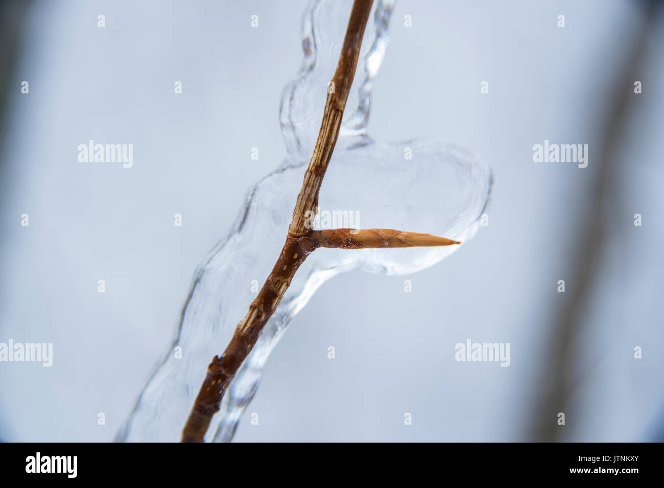 Un team di ricercatori la replica di una tempesta di ghiaccio durante l'inverno nelle White Mountains del New Hampshire. Il team sta studiando gli effetti delle tempeste di ghiaccio sul terreno, gli alberi, uccelli ed insetti. Foto Stock