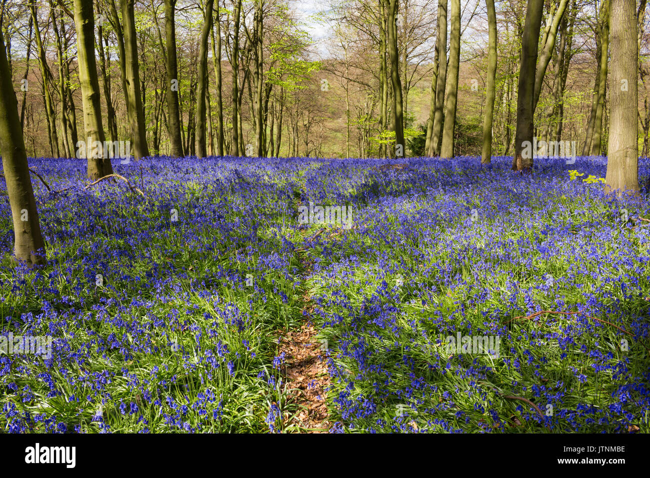 Moquette Bluebells bosco inglese in primavera Foto Stock