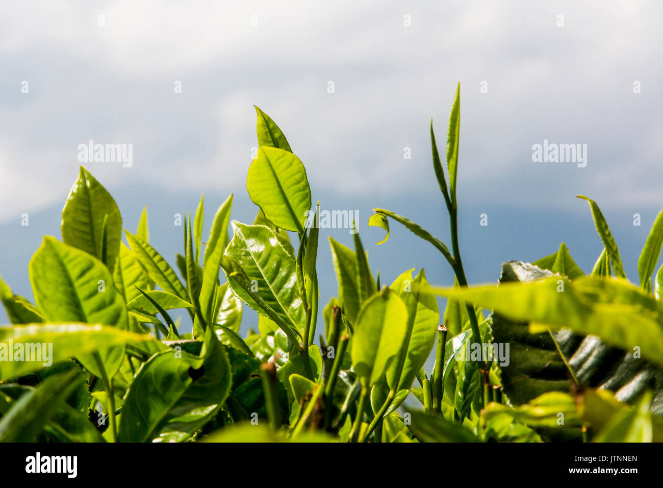 Close-up di immagine luminosa di foglie di tè verde nella Valle di Kerinci di Sumatra, Indonesia. La Valle di Kerinci è uno dei più produttivi tè crescente delle regioni del mondo. Foto Stock