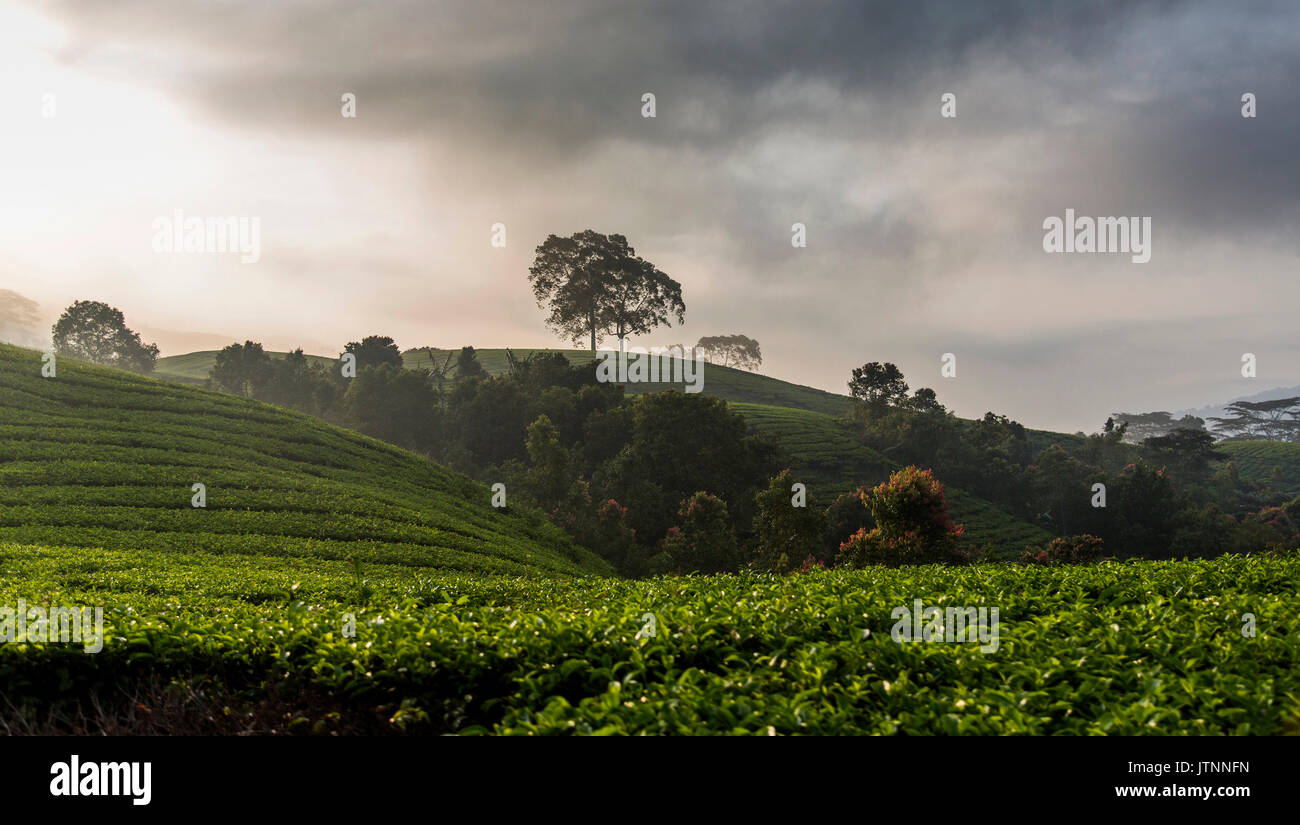 I campi del tè si estendono all'orizzonte nella topografia di rotolamento della Valle di Kerinci di Sumatra, Indonesia. Kerinci è uno dei più produttivi nelle regioni di tè in tutto il mondo. Foto Stock