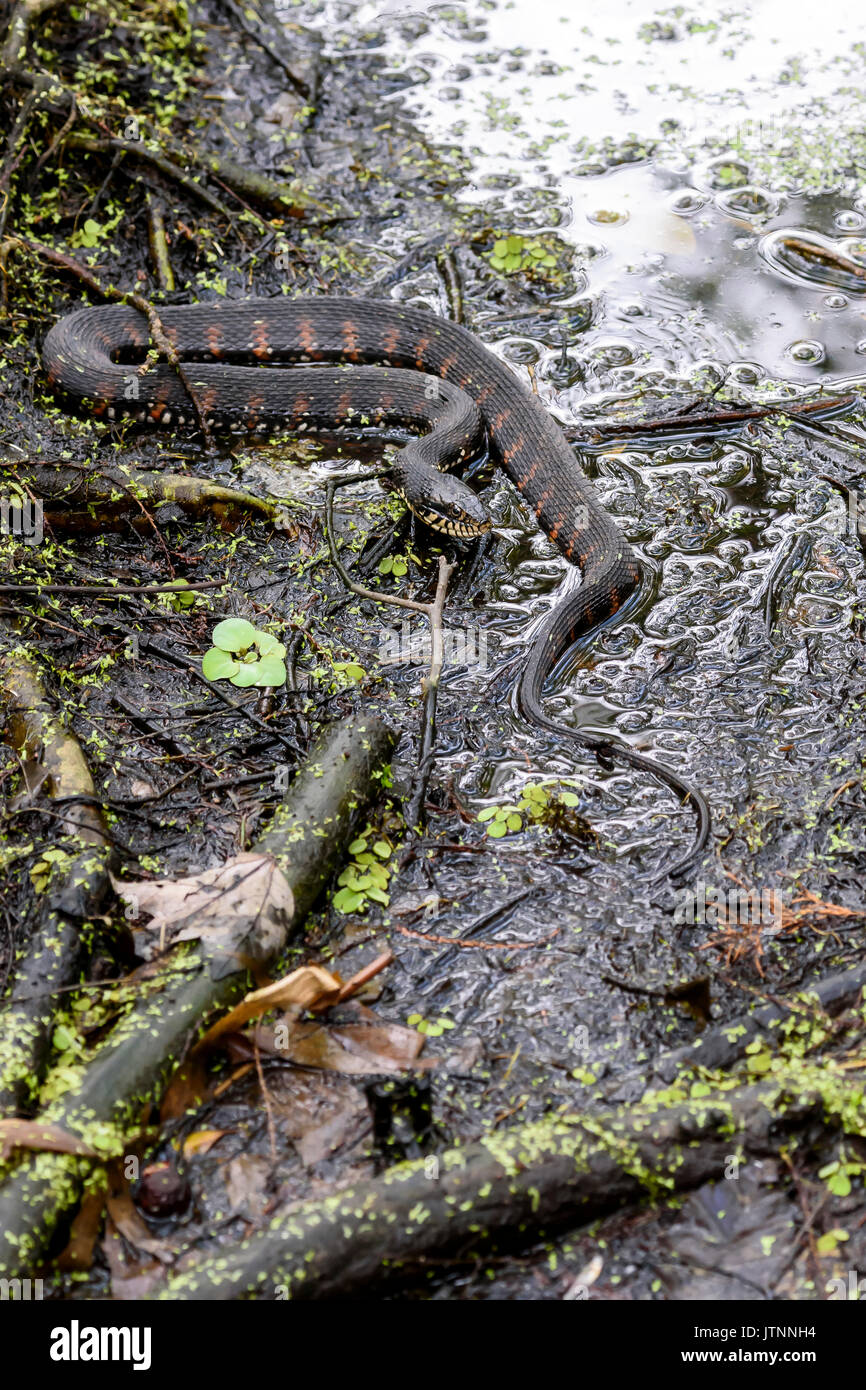 Florida acqua nastrati snake, Audubon cavatappi santuario di palude, Florida, Stati Uniti d'America Foto Stock