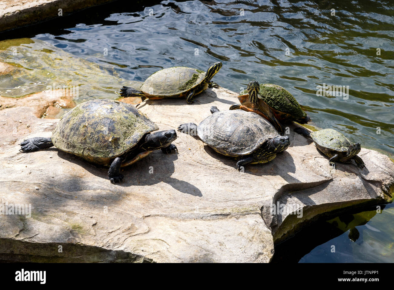 Florida rosso-panciuto cooters (pseudemys nelsoni), Homestead, Florida, Stati Uniti d'America Foto Stock