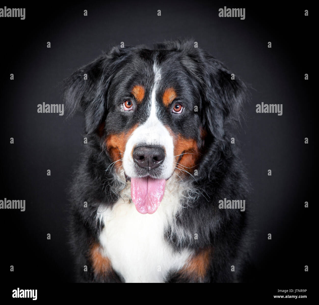 Un Bovaro del Bernese si siede e guarda la telecamera, sfondo nero Foto Stock