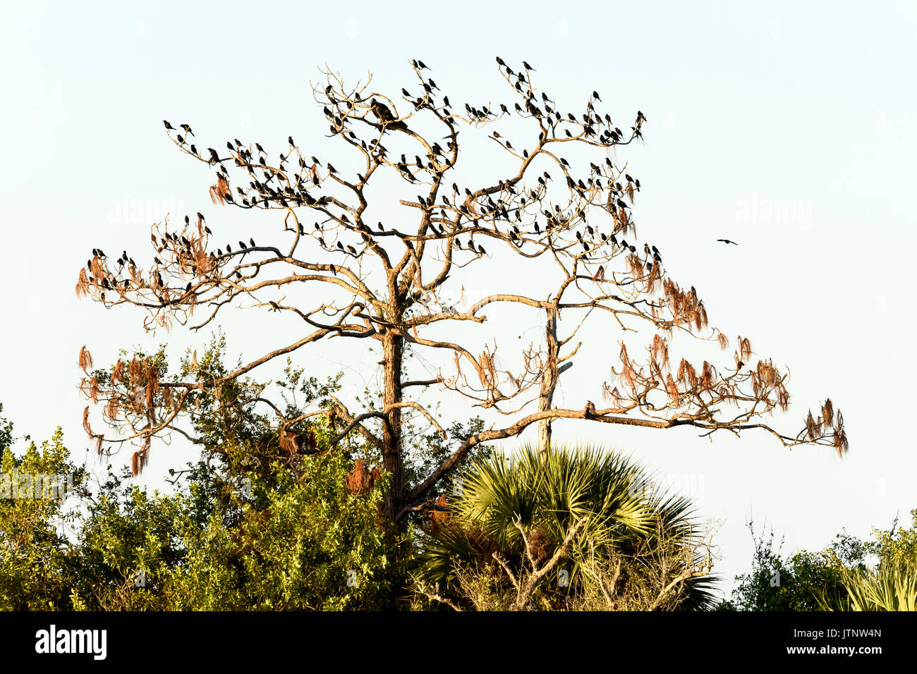 Gli uccelli sono ' appollaiati nella struttura ad albero, Ten Thousand Islands National Wildlife Refuge, Florida, Stati Uniti d'America Foto Stock