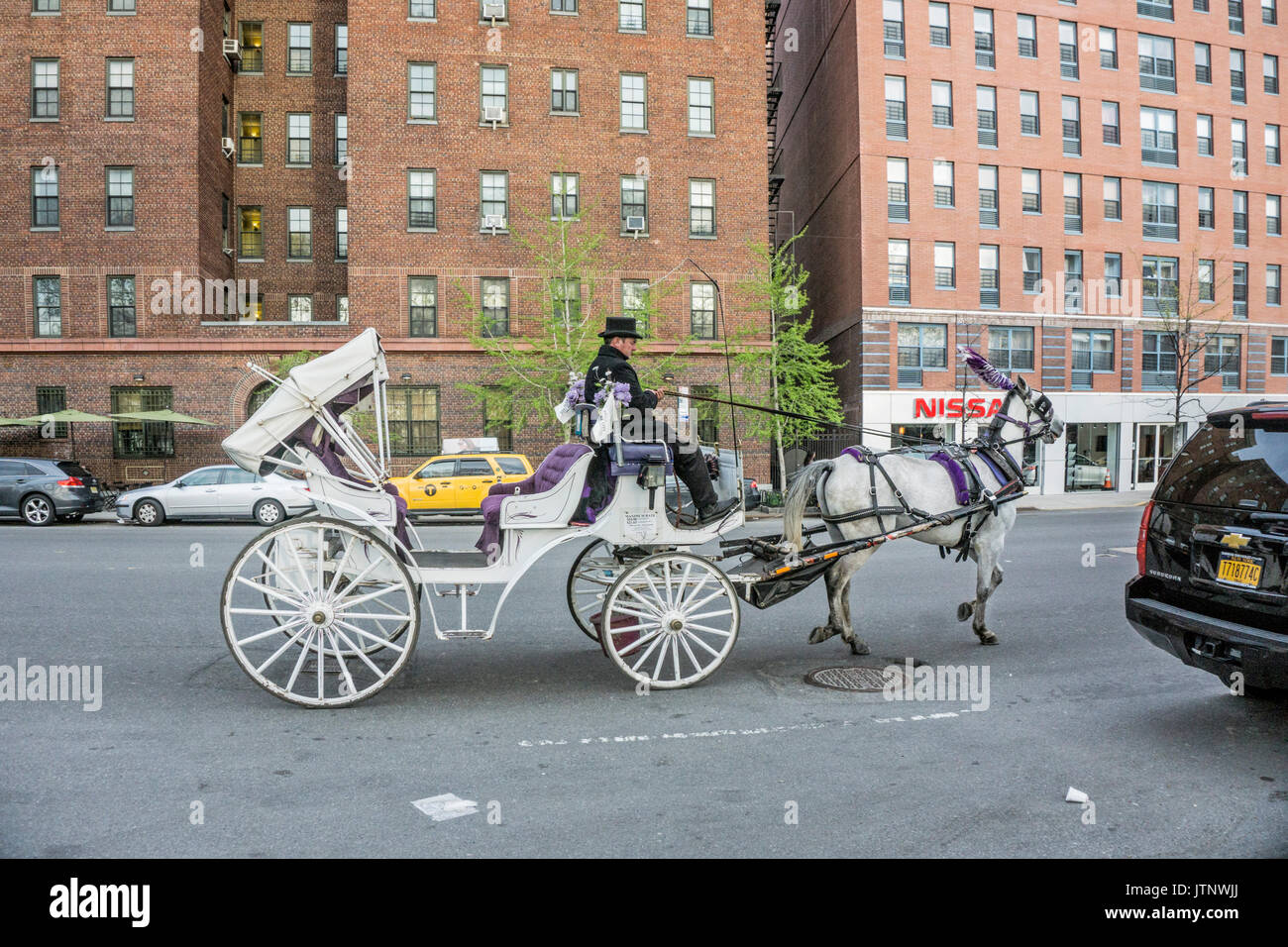 White Central Park hansom cab jaunty top-cappello piumati driver white horse tornando al fienile lungo undicesima avenue a 52nd Street New York City USA Foto Stock