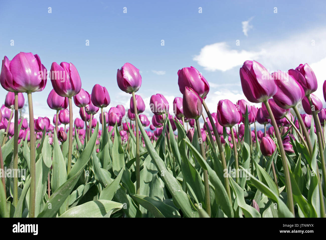 Viola tulipani in Chiliwack Tulip Festival Foto Stock