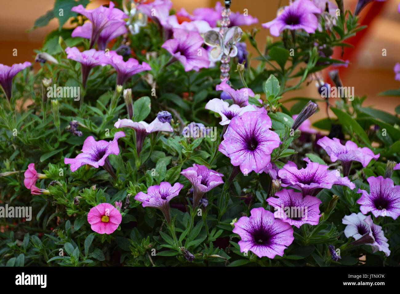 Nelle petunie viola e rosa Calibrachoa Foto Stock
