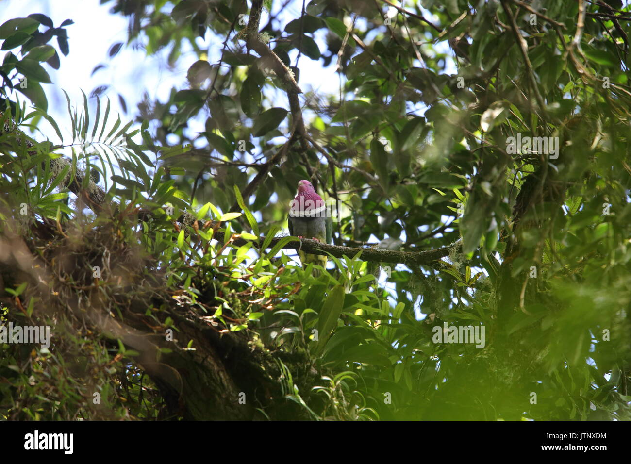 Rosa-frutta con testa-colomba (Ptilinopus porphyreus) in Mt.Kerinci, Sumatra, Indonesia Foto Stock