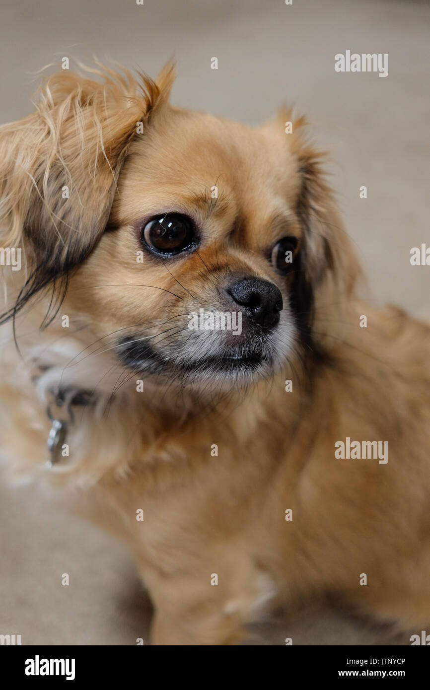 Il tibetano spaniel cane ritratto Foto Stock