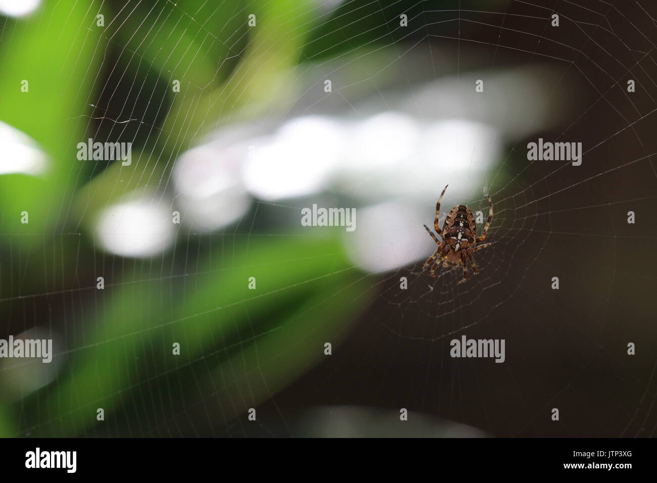 Brown orb weaver spider sul suo web in un giardino del Regno Unito. Foto Stock