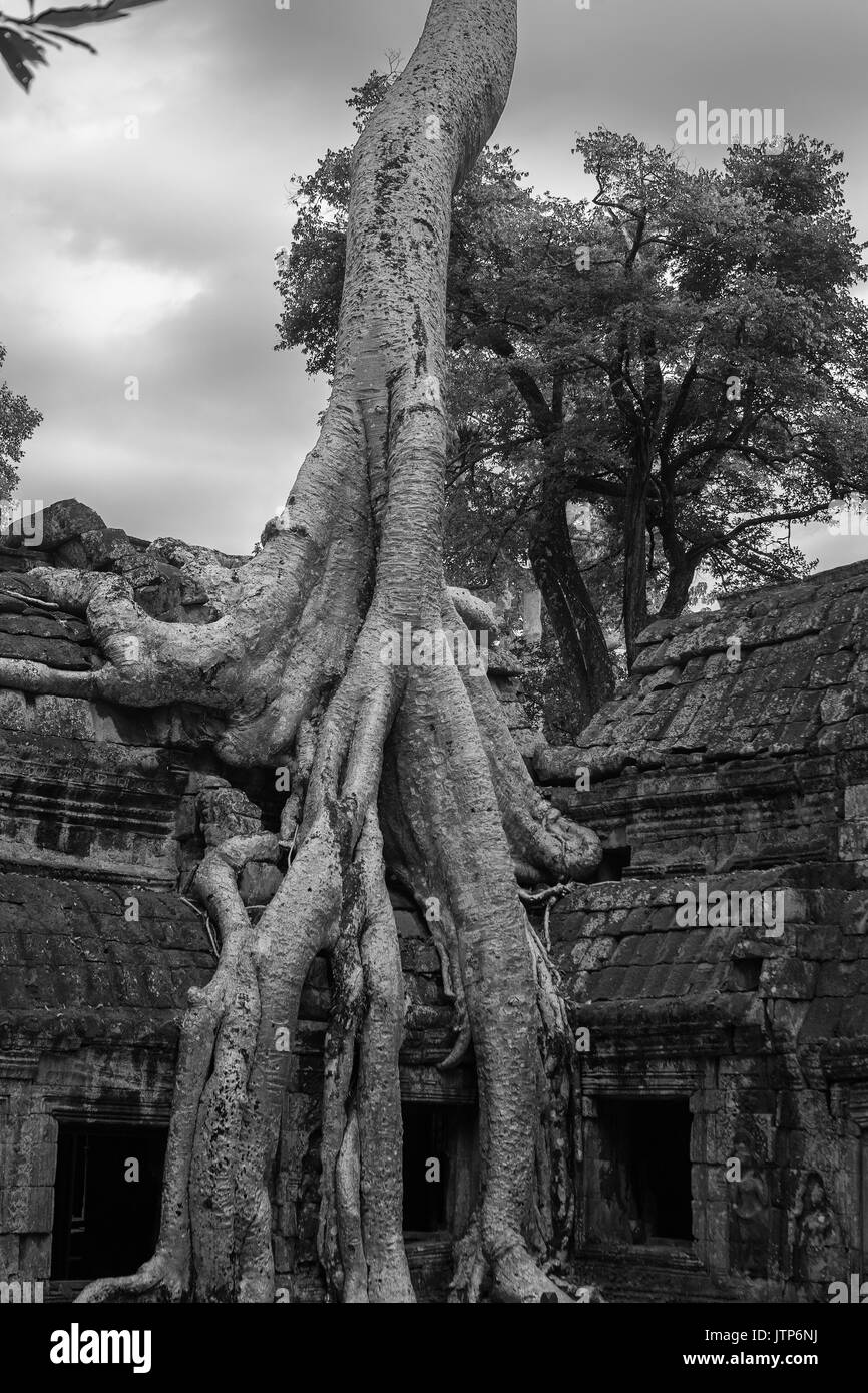 Radici di Tetrameles nudiflora, noto come "Tomb Raider Tree", coprire un muro del cortile interno, Ta Prohm, Angkor, Siem Reap, Cambogia: bianco/nero Foto Stock