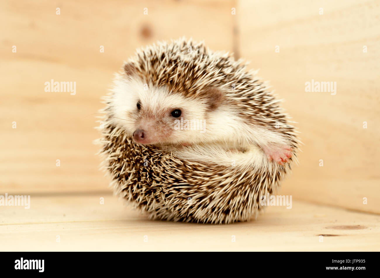 Riccio di vari movimenti su sfondo di legno Foto Stock