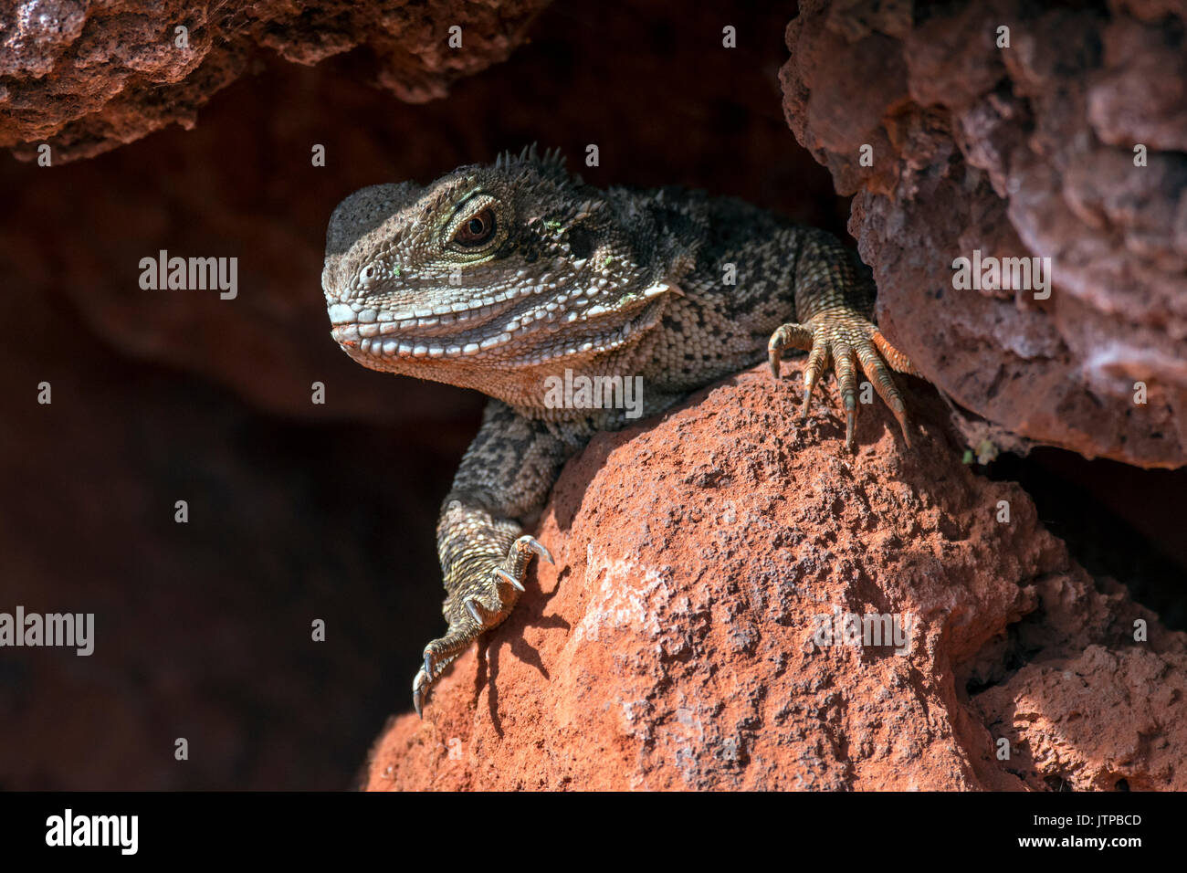 Acqua australiano dragon (Intellagama lesueurii / Physignathus lesueurii) emergenti da una fessura nella roccia, nativo di Australia orientale Foto Stock