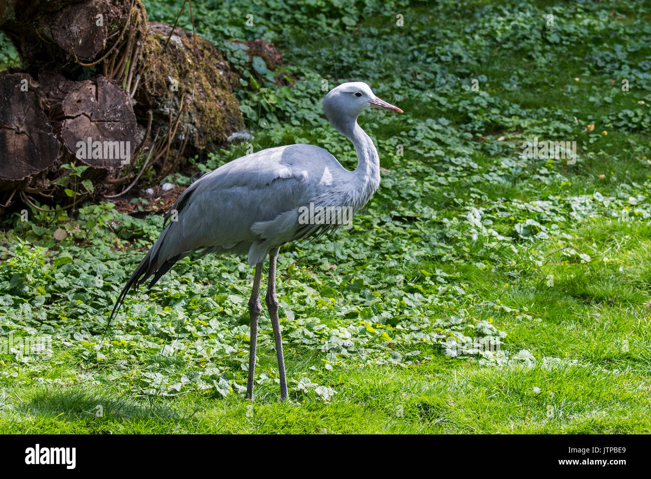 Il Blue Crane / Stanley gru / paradise gru (grus paradisaea) uccello nazionale del Sud Africa Foto Stock