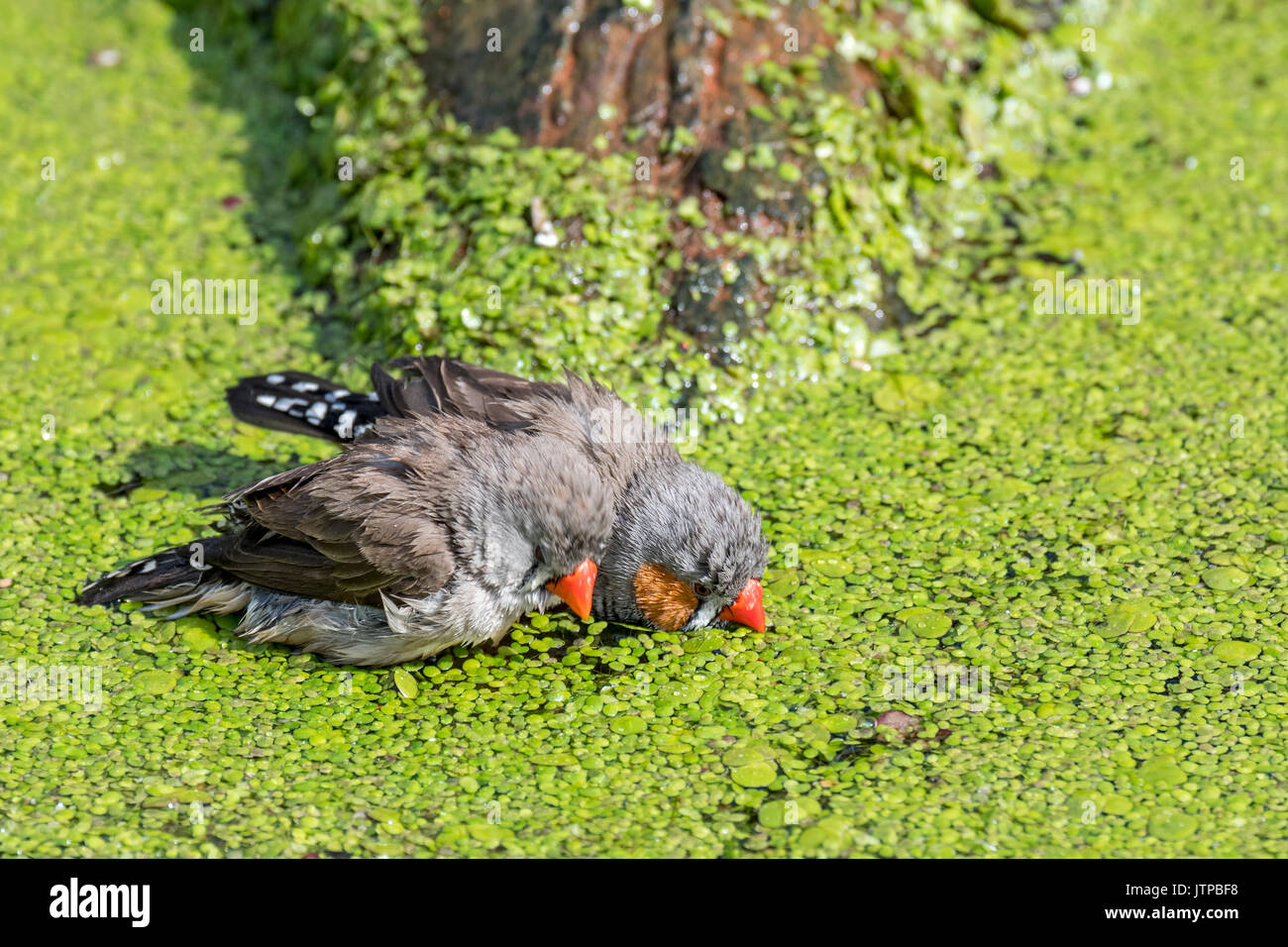 Due maschio zebra finches (Taeniopygia guttata / Poephila guttata) nativi in Australia il raffreddamento e acqua potabile da stagno in un giorno caldo Foto Stock