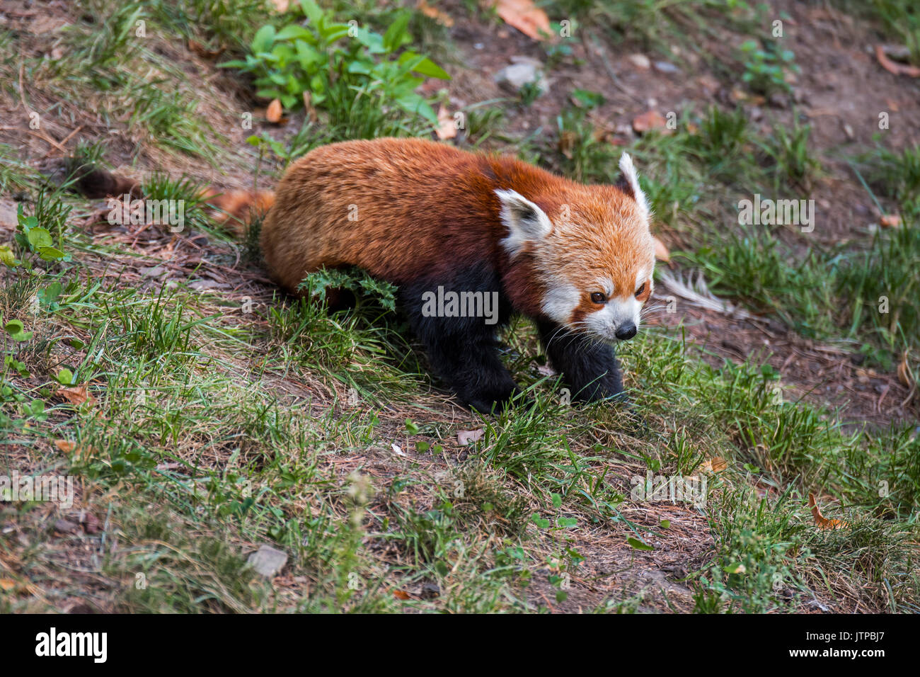 Panda rosso / panda minore (Ailurus fulgens) nativa per l'Himalaya orientale e sud-ovest della Cina Foto Stock