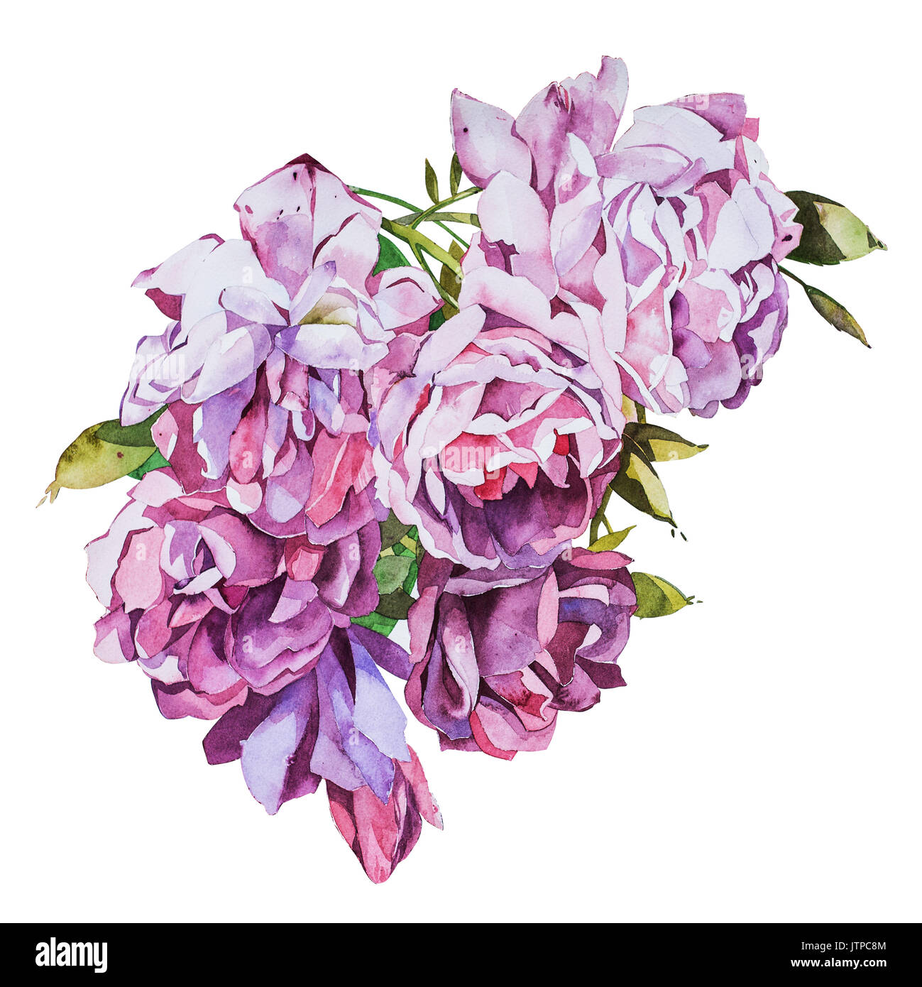 Acquerelli di fiori di rose. Foto Stock