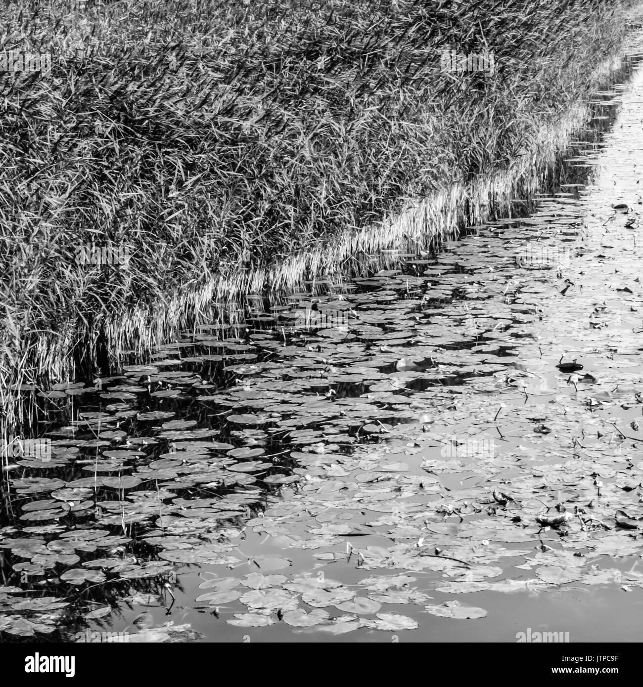 Il nero e il bianco paesaggio, acqua lilys e reed su un laghetto Foto Stock