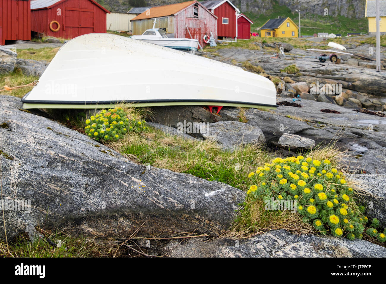 Rocky seashore vegetazione Roseroot fioritura (Rhodiola rosea) Rose-Root (Sedum rosea) da barca rovesciata nel villaggio di pescatori. Sanna isola Traena Norvegia Foto Stock