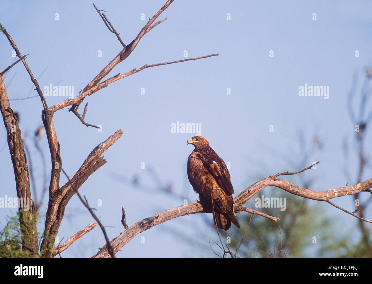 Steppa Eagle,(Aquila nipalensis), arroccato nella struttura ad albero, Keoladeo Ghana National Park, Bharatpur Rajasthan, India Foto Stock