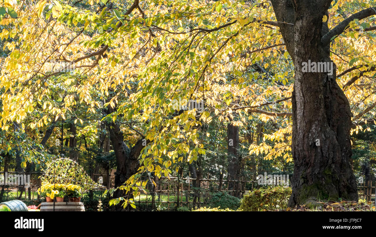 Aomori, Giappone - 31 Ott 2014 : Bella stagione presso il castello di Hirosaki Park in Hirosaki, Aomori, Giappone Foto Stock